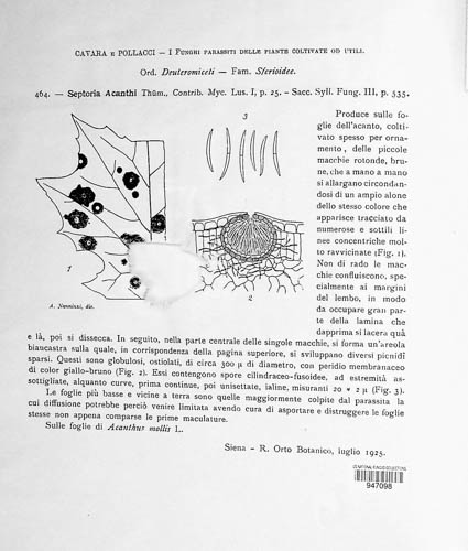 Septoria acanthi image